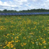 A wide field filled with vibrant yellow wildflowers and lush green grass, interspersed with rows of solar panels tilted towards the sky. The solar panels are evenly spaced, creating a structured pattern against the natural landscape
