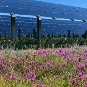 A solar farm featuring rows of solar panels elevated above a vibrant field of wildflowers in full bloom, including bright pink and yellow blossoms. The panels are arranged in precise rows, and the scene is set under a clear blue sky, emphasizing the harmony between renewable energy and nature. The image highlights sustainable energy production coexisting with ecological preservation.