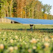 A close-up view of a solar panel array installed in a field of clover and wildflowers, with a background of trees showing early autumn colors. The solar panels are mounted on metal supports and angled toward the sun, indicating a renewable energy installation integrated into a natural setting.