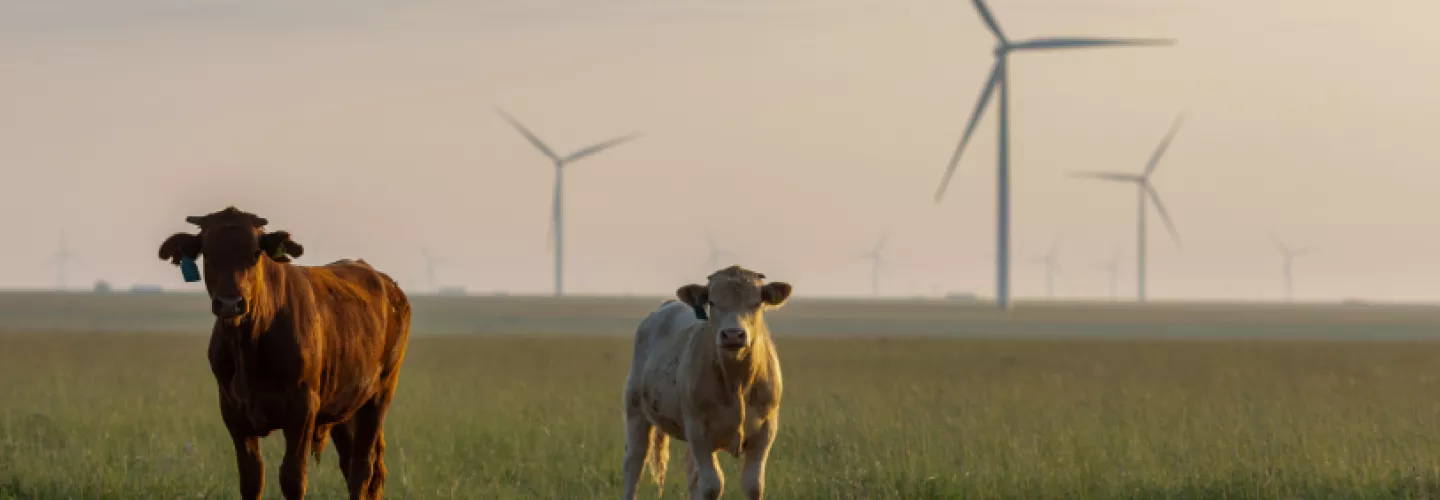 Chevelon Butte Livestock