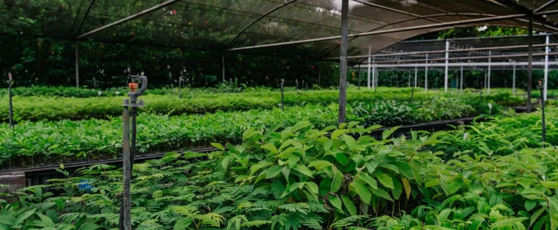 Reforestation - Brazil