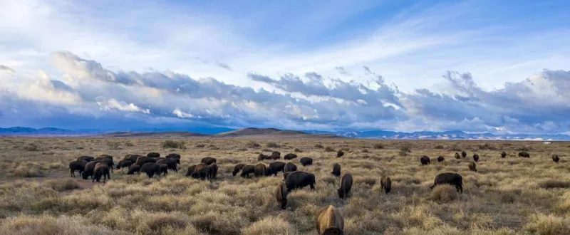 Herd of Bison Grazing