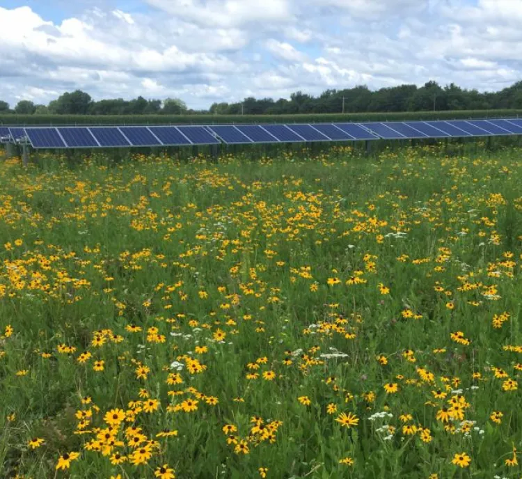 A field of yellow wildflowers in front of rows of solar panels under a partly cloudy sky. The solar panels are aligned in a straight line, with trees visible in the background.