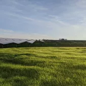 A solar farm with rows of solar panels on a grassy field under a clear blue sky.