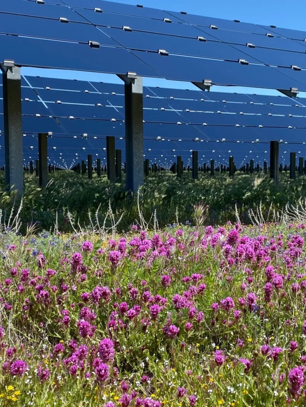 A field of vibrant purple and yellow wildflowers in the foreground, with rows of large solar panels on metal supports in the background under a clear blue sky.