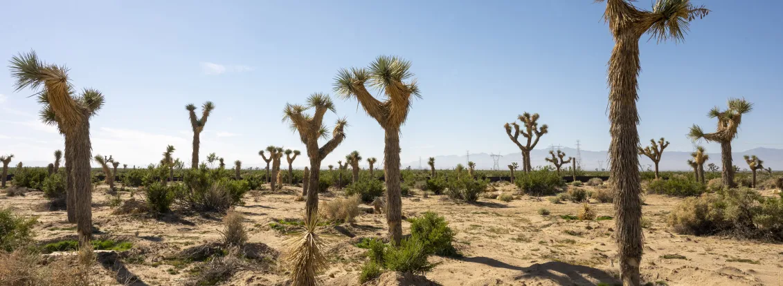 A desert landscape featuring several Joshua trees with spiky leaves under a clear blue sky. The ground is sandy with sparse vegetation, and mountains are visible in the distant background.