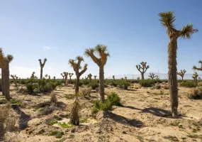 A desert landscape featuring several Joshua trees with spiky leaves under a clear blue sky. The ground is sandy with sparse vegetation, and mountains are visible in the distant background.
