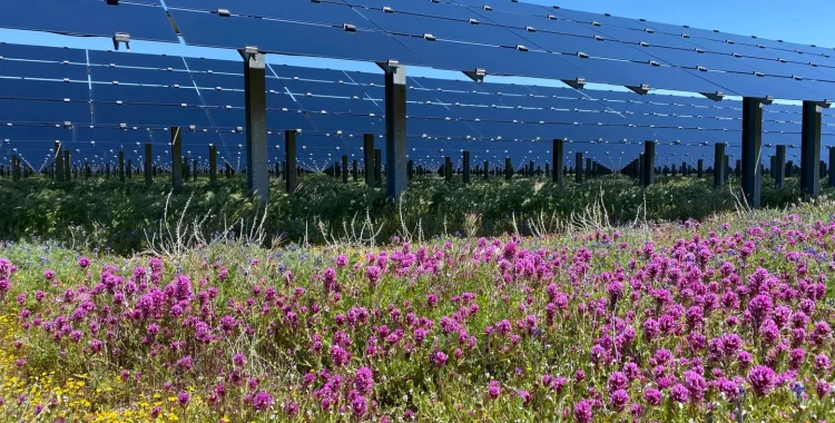 A field of vibrant purple and yellow wildflowers in the foreground, with rows of large solar panels on metal supports in the background under a clear blue sky.
