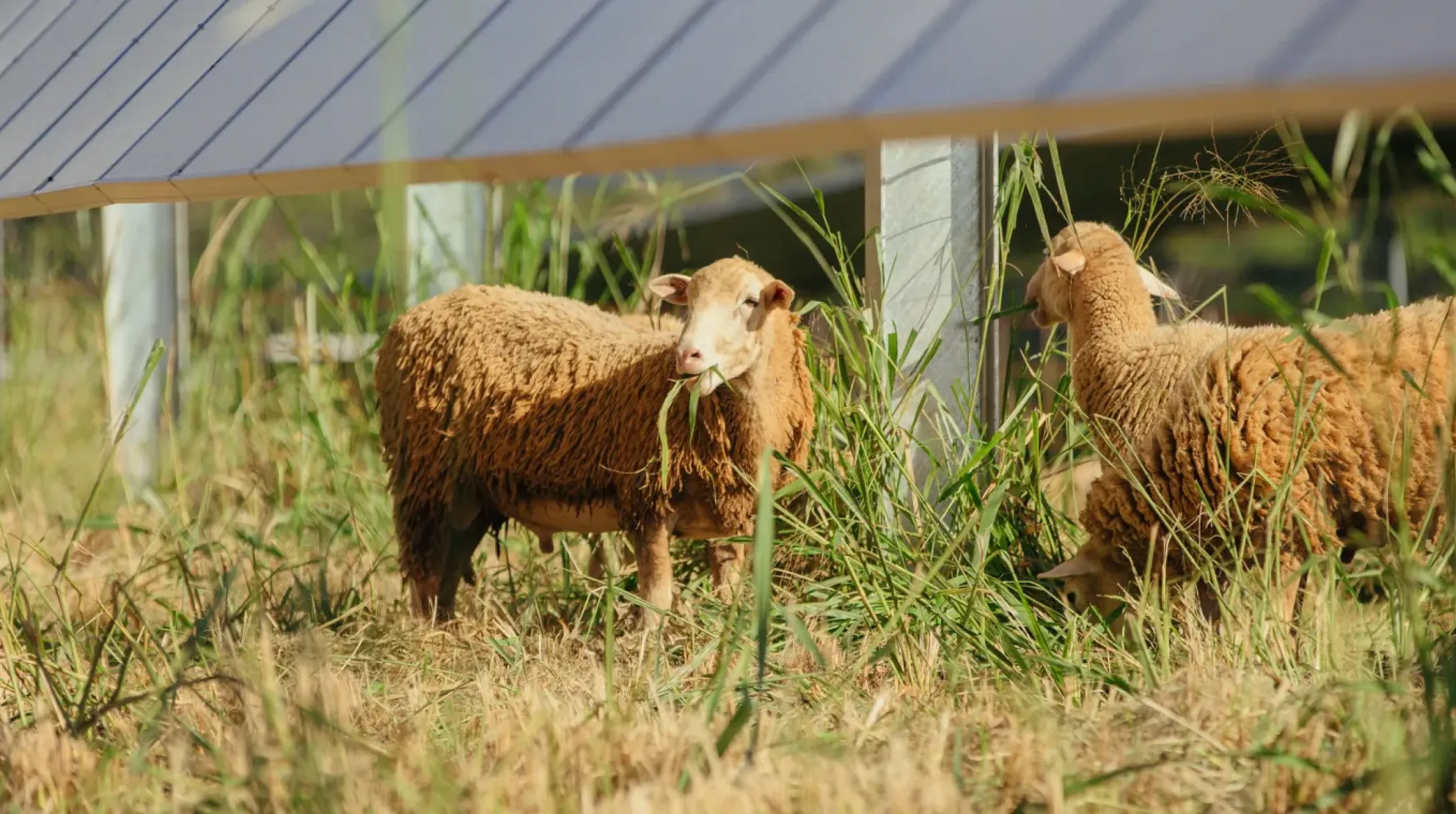 Two sheep grazing under solar panels in a grassy field.