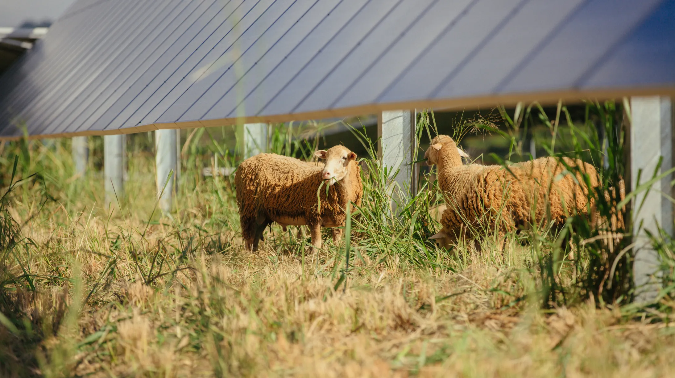 Two sheep grazing on grass beneath solar panels in a field. The panels are elevated, allowing the sheep to move freely underneath. The grass is lush and green, providing a natural environment for the sheep.