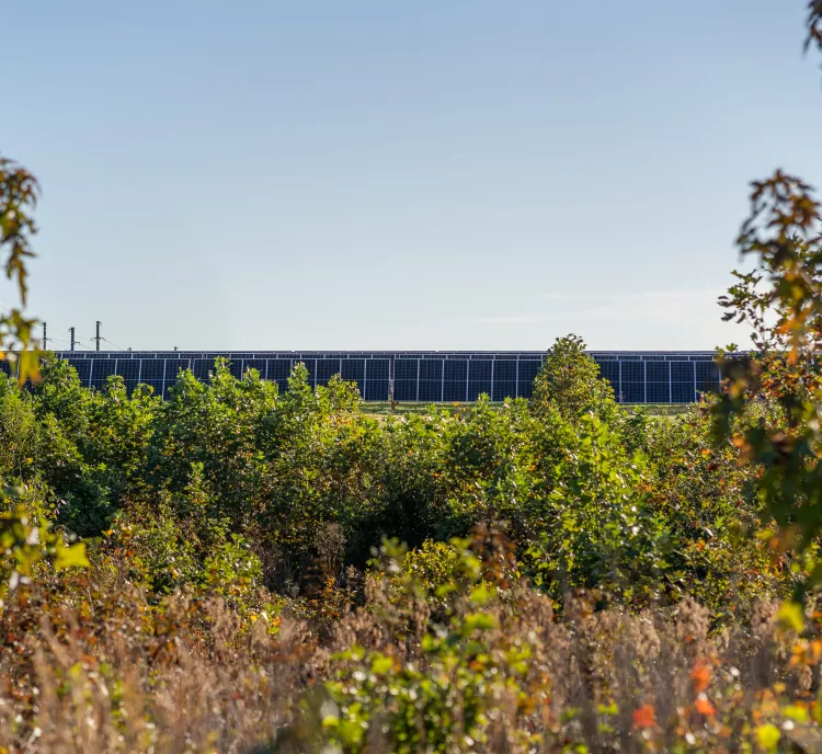 A row of solar panels is visible in the background, partially obscured by dense green foliage and trees in the foreground under a clear blue sky.