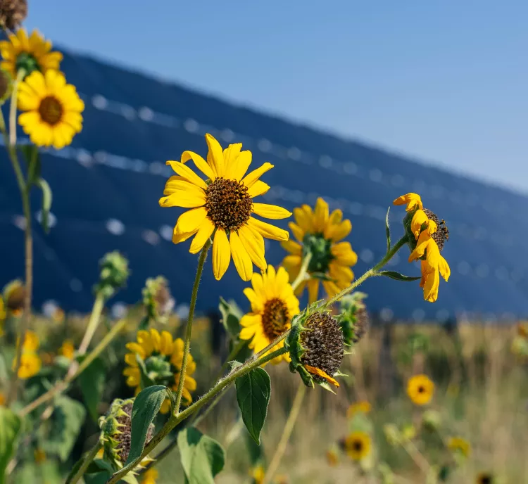 Yellow sunflowers in a field with a large solar panel array in the background under a clear blue sky.
