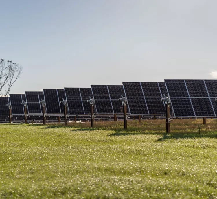 A field of solar panels aligned in rows on a grassy landscape under a clear sky. A few bare trees are visible in the background.