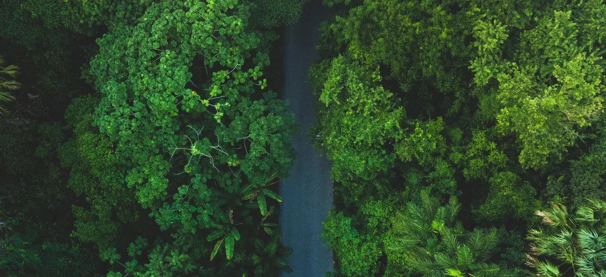 Aerial view of a dense green forest with a narrow road cutting through the middle. The trees vary in shades of green, creating a lush canopy over the road.