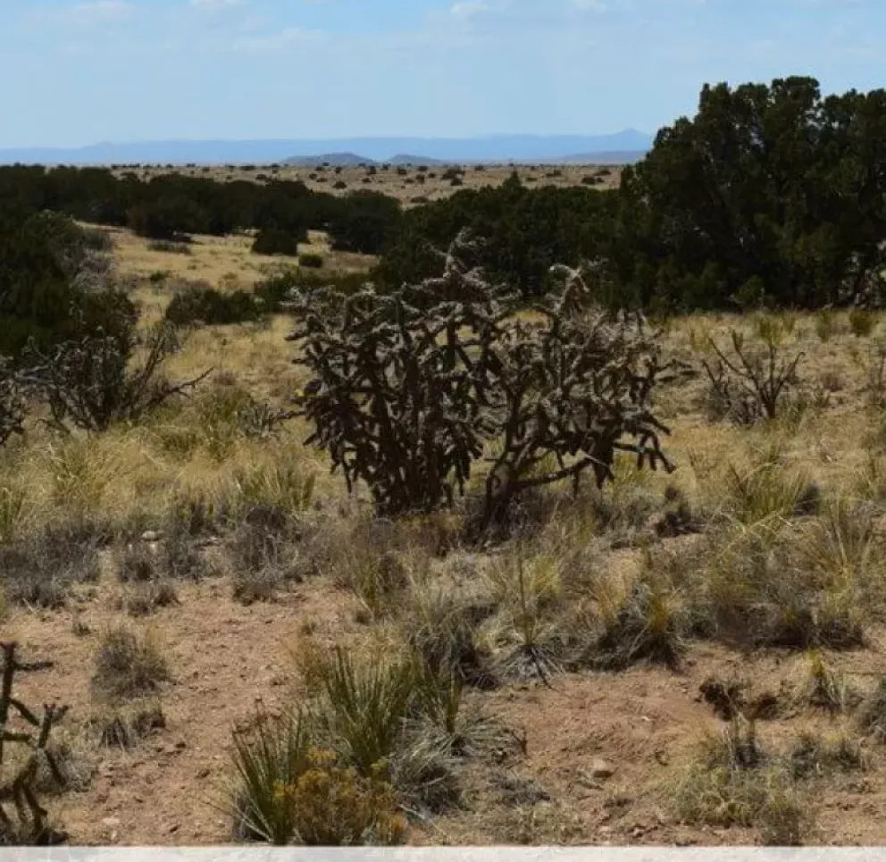 Desert landscape view from Camerada Road looking west, featuring sparse vegetation including bushes and cacti under a blue sky with scattered clouds.