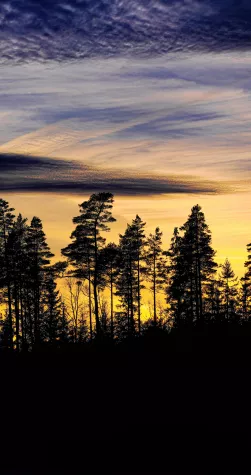 Silhouette of tall pine trees against a vibrant sunset sky, with shades of yellow, orange, and purple clouds creating a dramatic effect.