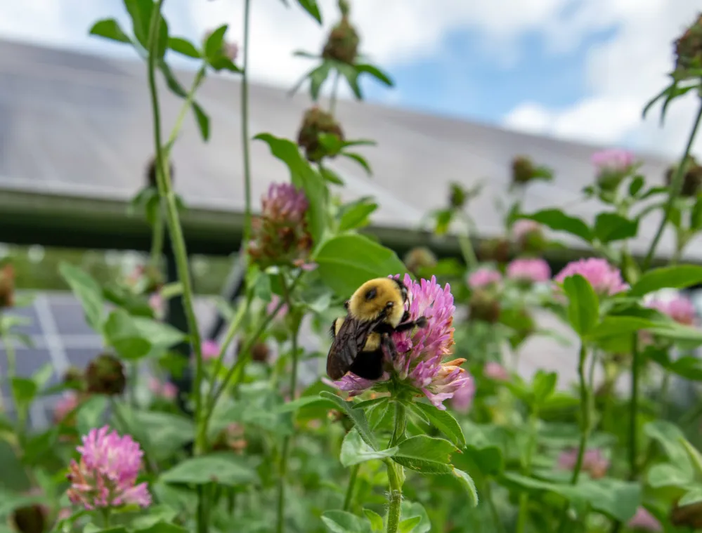 A bumblebee is perched on a pink clover flower in a field of green plants. In the background, solar panels are visible under a partly cloudy sky.
