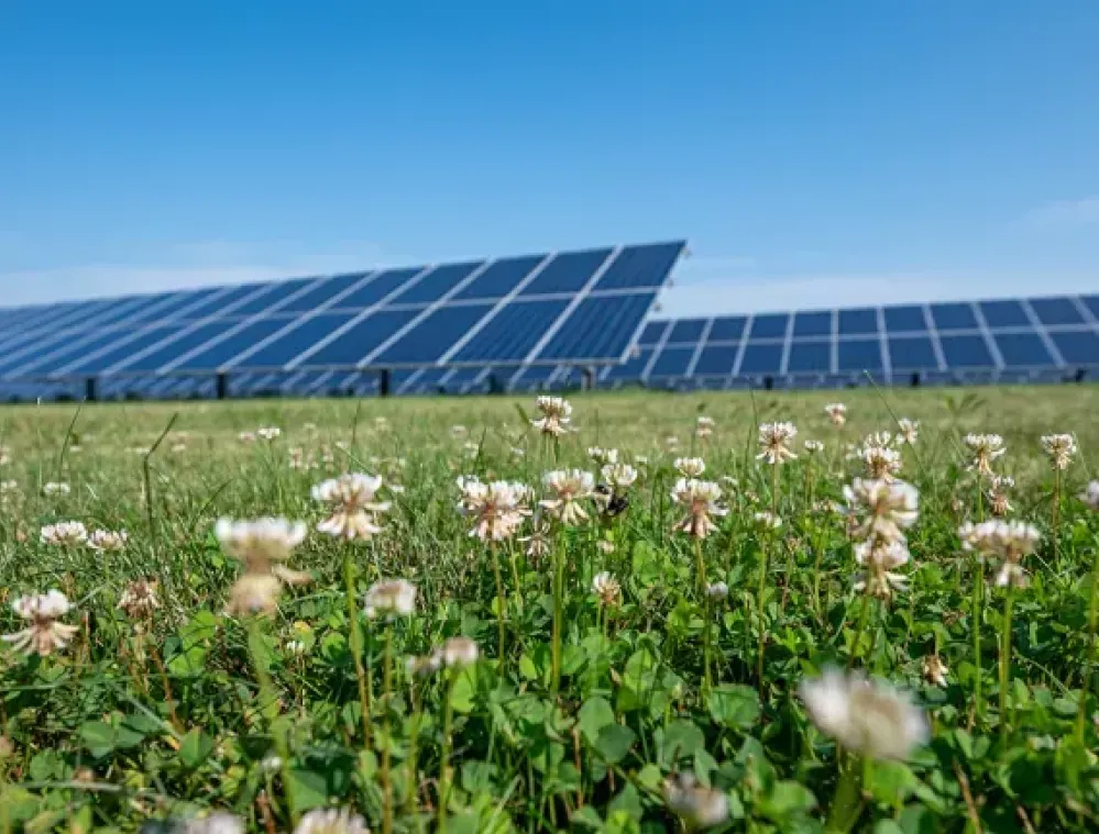 A field of clover flowers in the foreground with large solar panels in the background under a clear blue sky.