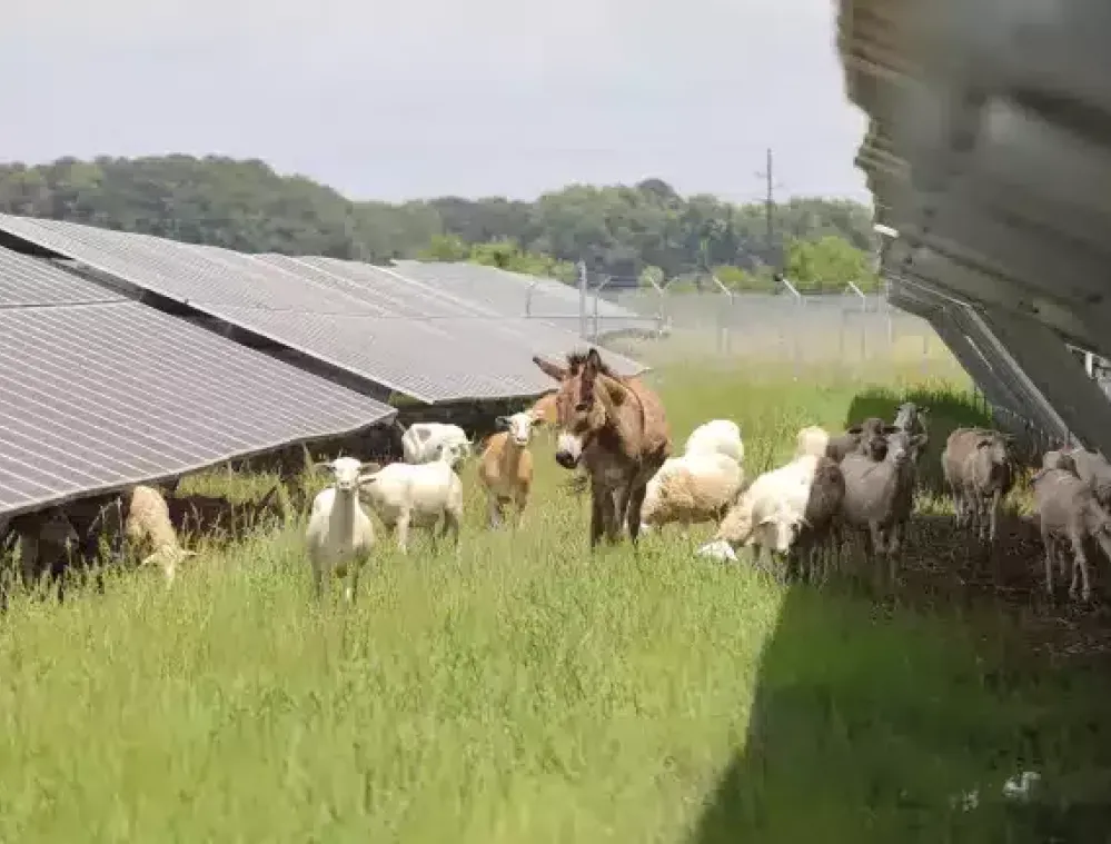 A donkey and several goats graze on grass beneath rows of solar panels in a field. The panels are tilted, and the area is fenced with trees in the background.