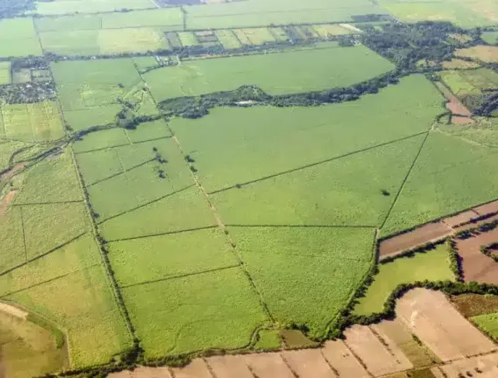Aerial view of expansive green agricultural fields divided by narrow roads and hedgerows. The landscape includes patches of trees and varying shades of green and brown, indicating different crop types or stages of growth.