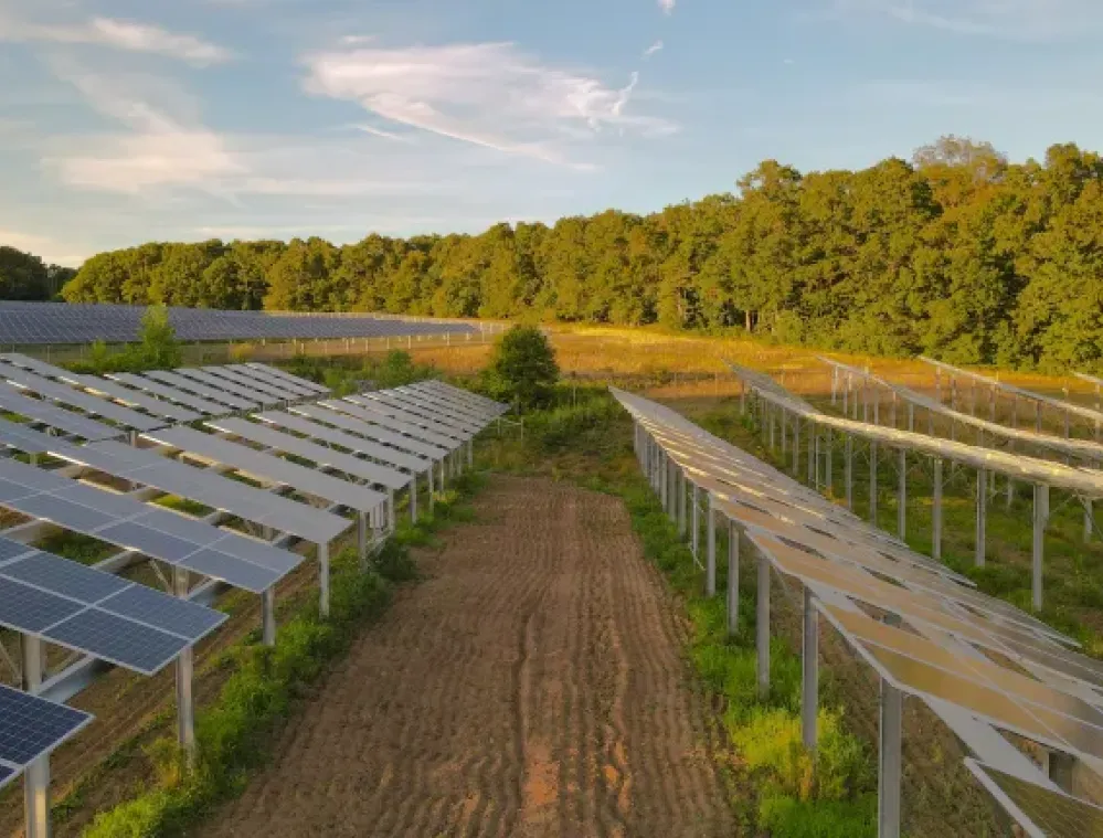A solar farm with rows of solar panels on metal supports, set in a field with green grass and dirt paths. In the background, there is a dense forest under a blue sky with some clouds.