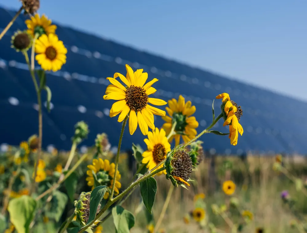 Close-up of yellow sunflowers in a field with a large solar panel array in the background under a clear blue sky.