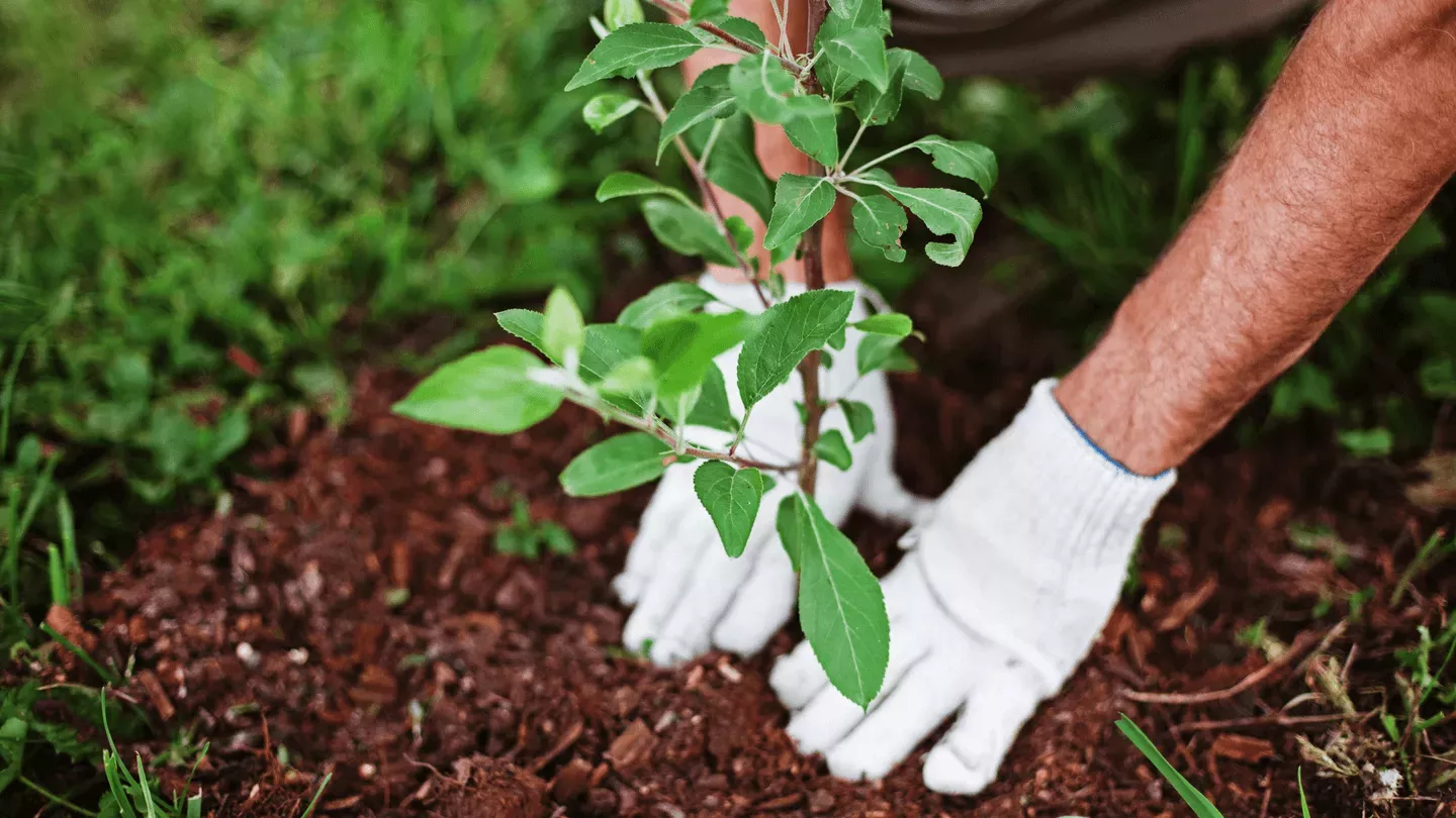 A person wearing white gloves is planting a small tree in the soil. The ground is covered with mulch, and green grass surrounds the planting area. The person's arms are visible, showing a focus on gardening activity.